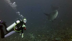 scuba-diver-and-mola-oceanic-sunfish  