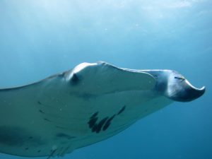 yes_you_can_see_manta_ray_while_learning_scuba  